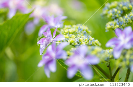 Scenery of terraced paddy fields at Bansho where hydrangeas bloom during the rainy season Scenery of terraced paddy fields at Bansho where hydrangeas bloom during the rainy season 115223440