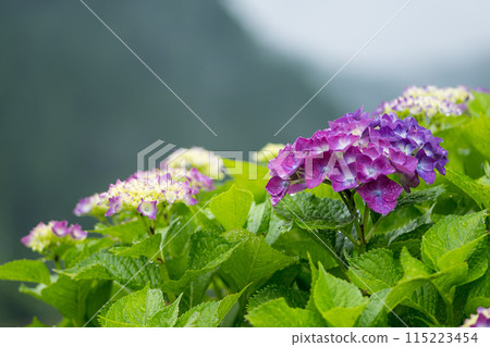 Scenery of terraced paddy fields at Bansho where hydrangeas bloom during the rainy season Scenery of terraced paddy fields at Bansho where hydrangeas bloom during the rainy season 115223454