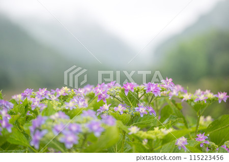 雨季繡球花盛開的番所梯田風光 雨季繡球花盛開的番所梯田風光 115223456