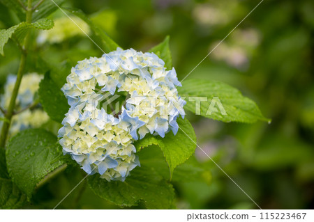 Scenery of terraced paddy fields at Bansho where hydrangeas bloom during the rainy season 115223467