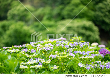 Scenery of terraced paddy fields at Bansho where hydrangeas bloom during the rainy season 115223468