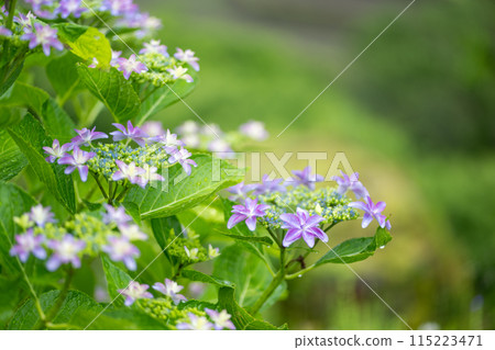 Scenery of terraced paddy fields at Bansho where hydrangeas bloom during the rainy season 115223471