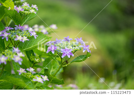 雨季繡球花盛開的番所梯田風光 雨季繡球花盛開的番所梯田風光 115223473