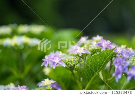 雨季繡球花盛開的番所梯田風光 雨季繡球花盛開的番所梯田風光 115223478