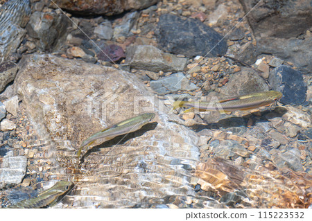 Fish swimming in a clear river, creatures of the mountain stream 115223532