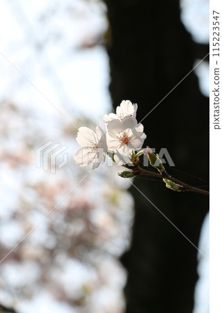 透過光線閃耀的春天櫻花(縱向) 透過光線閃耀的春天櫻花(縱向) 115223547
