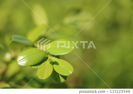 清新活潑的綠葉 清新活潑的綠葉 115223549