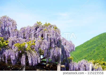  紫藤花 115223558
