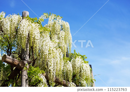  Wisteria flowers 115223763