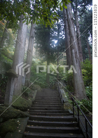 Mysterious forest 115223819