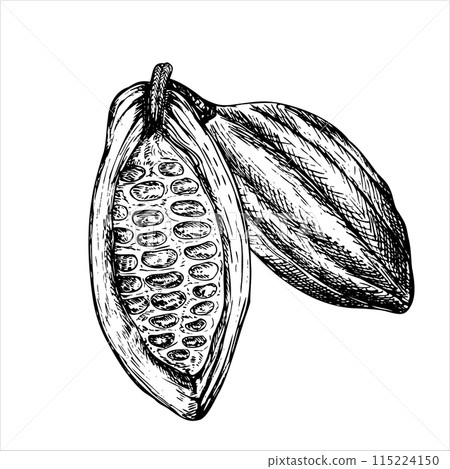 Cocoa fruit graphic vector illustration, hand drawn sketch of vegetable. Botanical drawing of tropical fruit. Engraving for food packaging design. Plant sketch 115224150