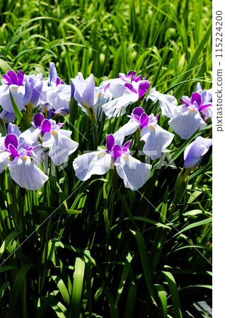 Flower irises in full bloom 115224200