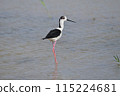 Black-winged stilt 115224681