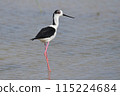 Black-winged stilt 115224684