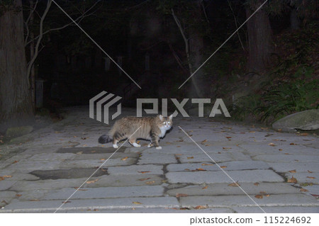 Cat on the approach to the shrine 115224692