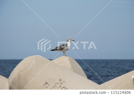 Busan, South Korean - 12 September 2023 - Seagulls are a symbol of Busan.  115224806