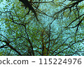 Spring forest with young green blossoming foliage 115224976