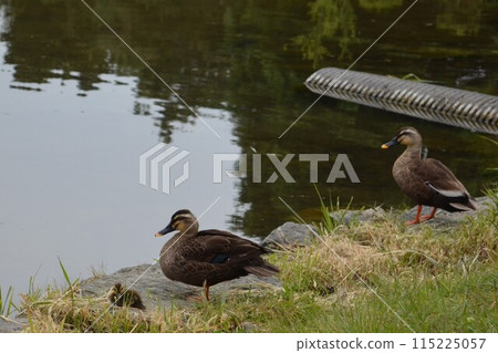 Karmala父親和兒子 Karmala父親和兒子 115225057