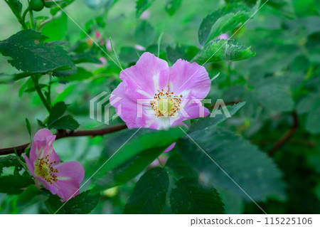The beauty of a wild rose 115225106