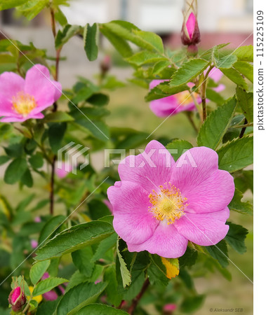 The beauty of a wild rose 115225109