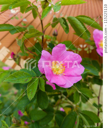 The beauty of a wild rose The beauty of a wild rose 115225110