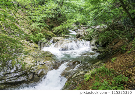 Fresh green Nishizawa valley Fresh green Nishizawa valley 115225350