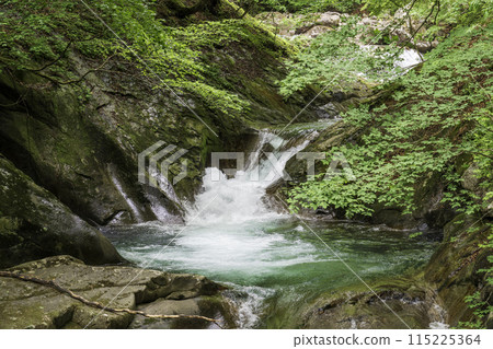 Fresh greenery in Nishizawa Valley, Mother's Womb 115225364