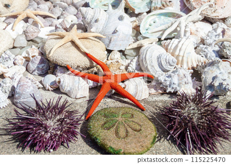 Sea creatures drying in the sun Sea creatures drying in the sun 115225470