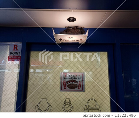 Parent swallows sleep in their newly built and protected nest. 115225490