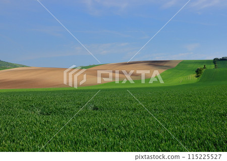 中歐捷克共和國南摩拉維亞斯塔維塞附近摩拉維亞草原麥田山的景色 115225527