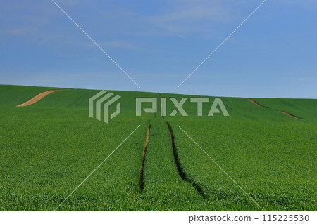 中歐捷克共和國南摩拉維亞斯塔維塞附近摩拉維亞草原麥田山的景色 115225530