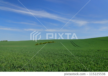 Hill view of wheat fields in the Moravian steppe near Staviesice, South Moravia, Czech Republic, Central Europe 115225536