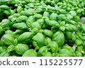 Fresh basil is essential for Italian cuisine 115225577