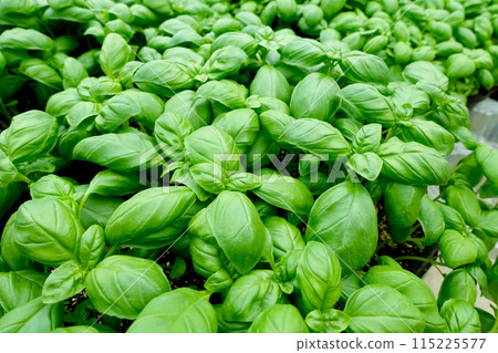 Fresh basil is essential for Italian cuisine 115225577