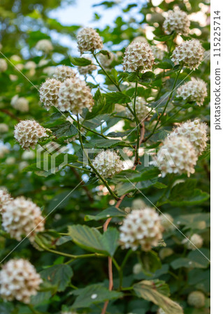 Beauty is all around us 115225714