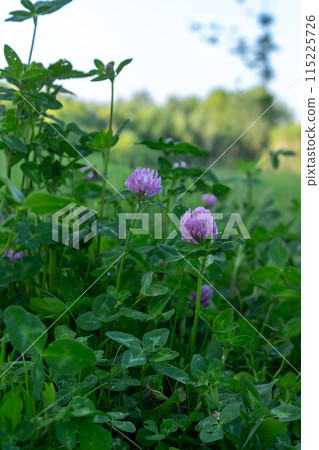 Beauty is all around us 115225726