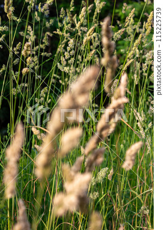 Beauty is all around us Beauty is all around us 115225739