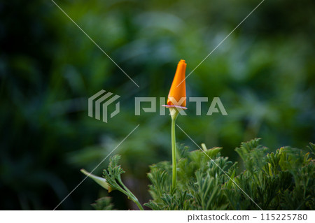 Californian poppy as seen at Lake Pukaki in New Zealand. Californian poppy as seen at Lake Pukaki in New Zealand. 115225780