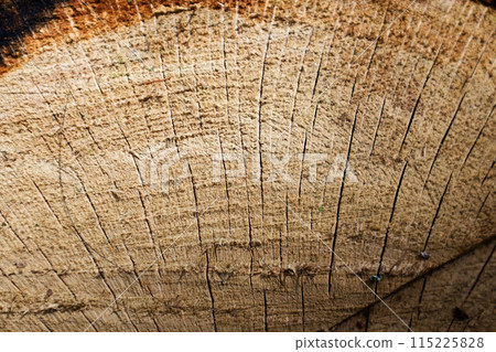 Beautiful wooden fracture old oak. Beautiful wooden fracture old oak. 115225828