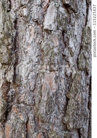 Old Wood Tree Bark Texture 115225837