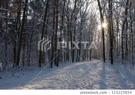 Rows of pine trunks with the sun's rays passing through. Rows of pine trunks with the sun's rays passing through. 115225854