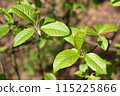 Close up nature view of green leaves of a tree. 115225866