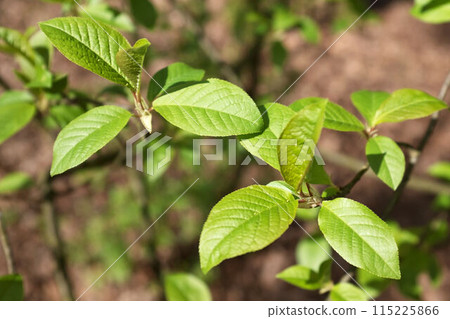 Close up nature view of green leaves of a tree. 115225866