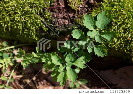 Close up nature view of green leaves of a tree. 115225869