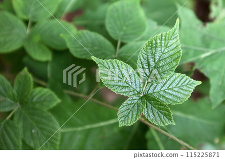 Close up nature view of green leaves of a tree. Close up nature view of green leaves of a tree. 115225871