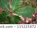 Close up nature view of green leaves of a tree. 115225872