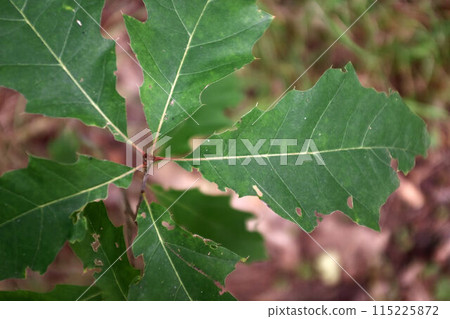 Close up nature view of green leaves of a tree. Close up nature view of green leaves of a tree. 115225872