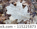 Close up of fallen leaves on ground in autumn. 115225873