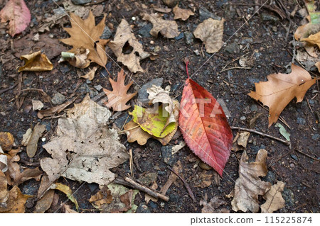Close up of fallen leaves on ground in autumn. Close up of fallen leaves on ground in autumn. 115225874