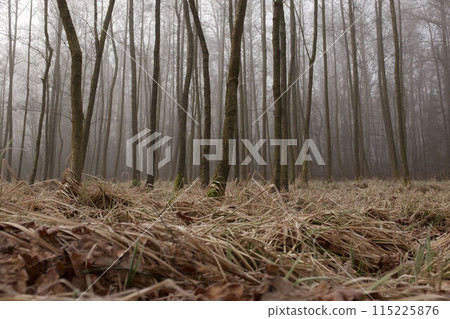 Mysterious fog among the trees in the autumn forest in Czechia. Mysterious fog among the trees in the autumn forest in Czechia. 115225876